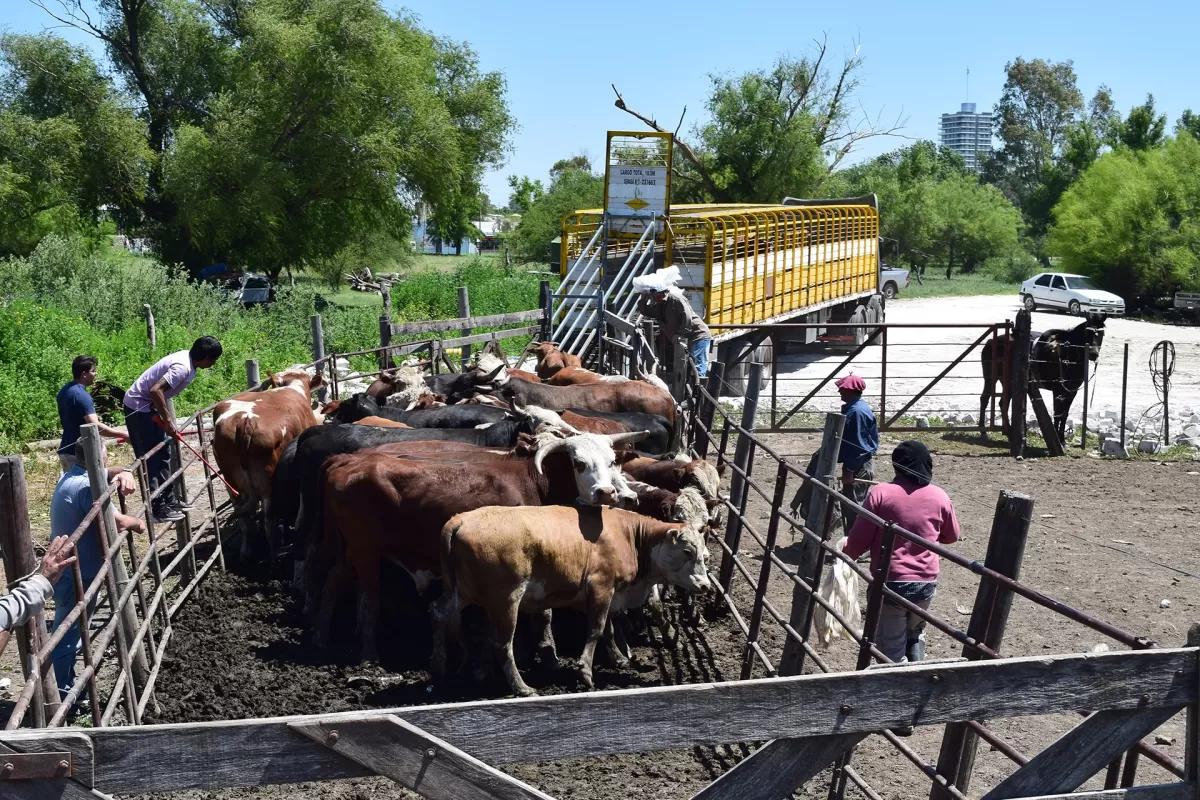 Se emitieron 160.000 Documentos Únicos de Tránsito al transportar más de 7,8 millones de animales