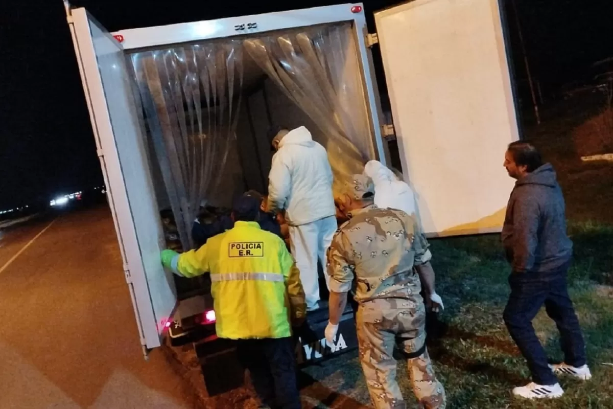 Decomisaron mil kilos de dorado transportados de manera ilegal en Paso Cerrito