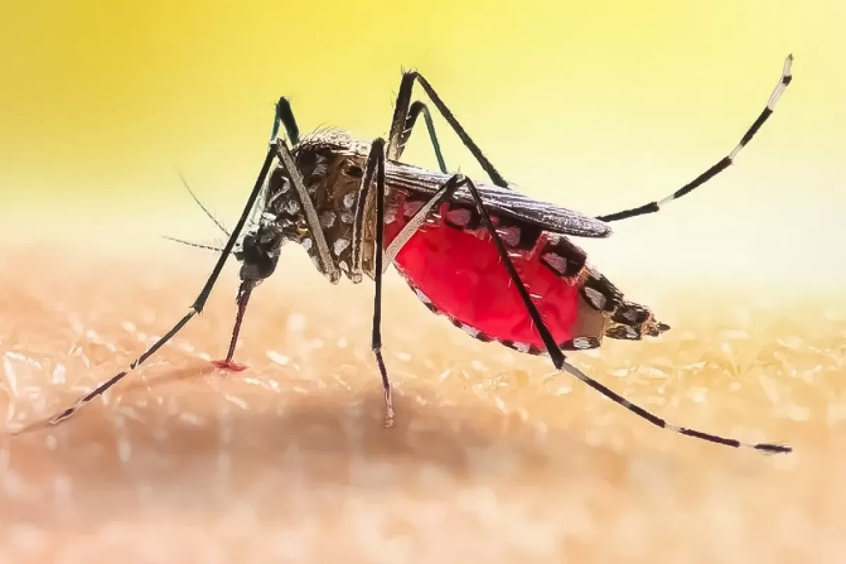 Disminuye la cantidad de casos de dengue en la provincia, pero hay que mantener las medidas de prevención