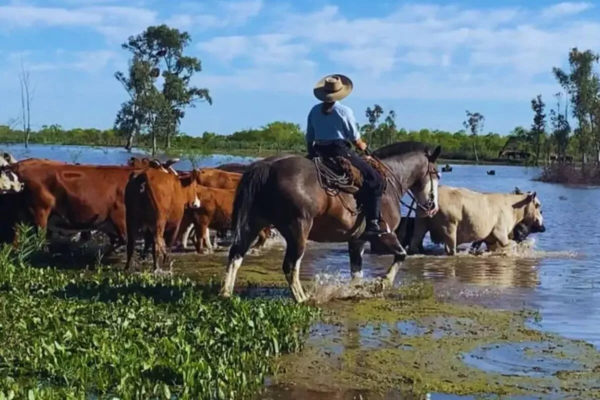 Crecida del río y ganadería en crisis: la provincia enfrenta una emergencia productiva y social