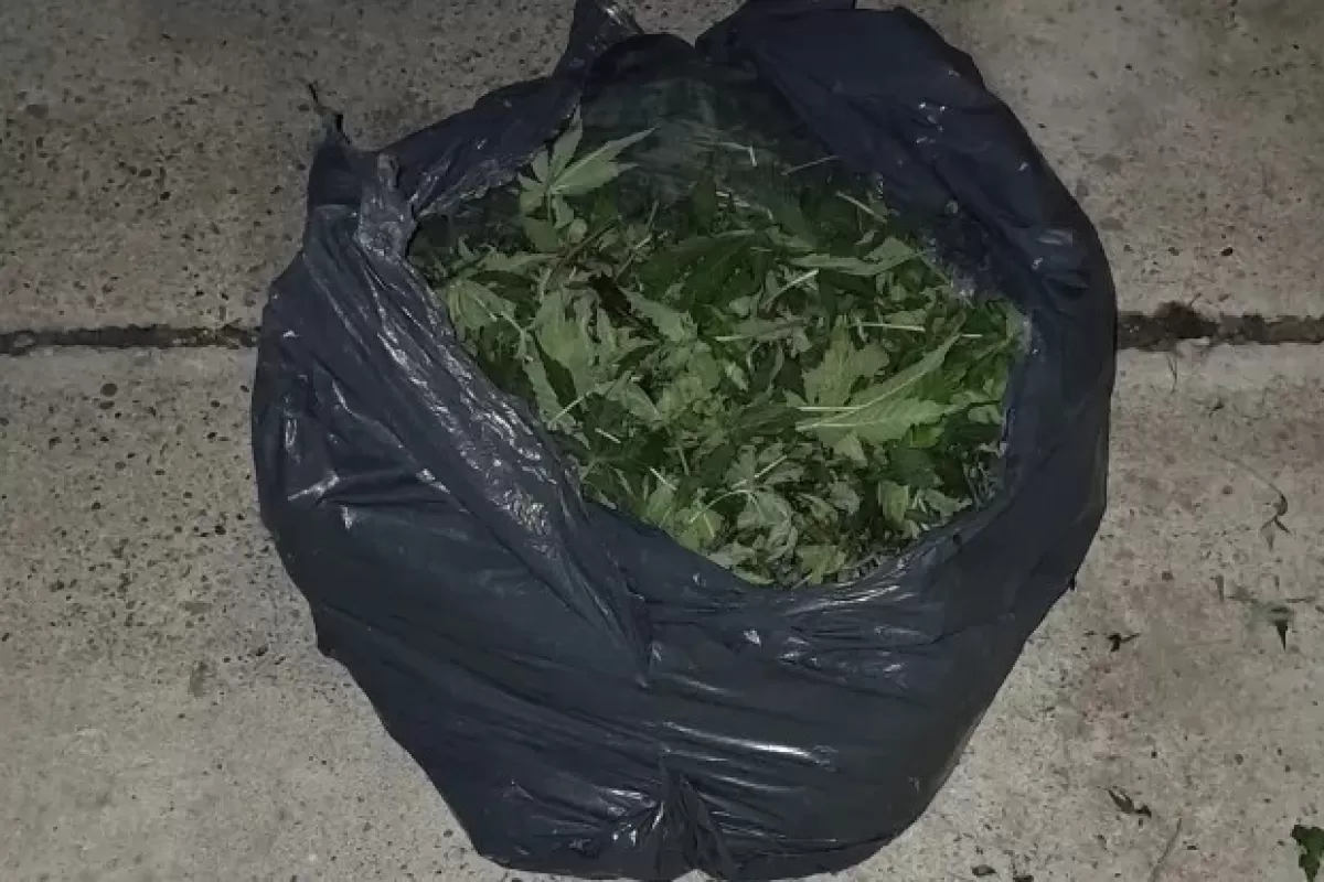 Paraná: detienen a joven con una planta de marihuana embolsada