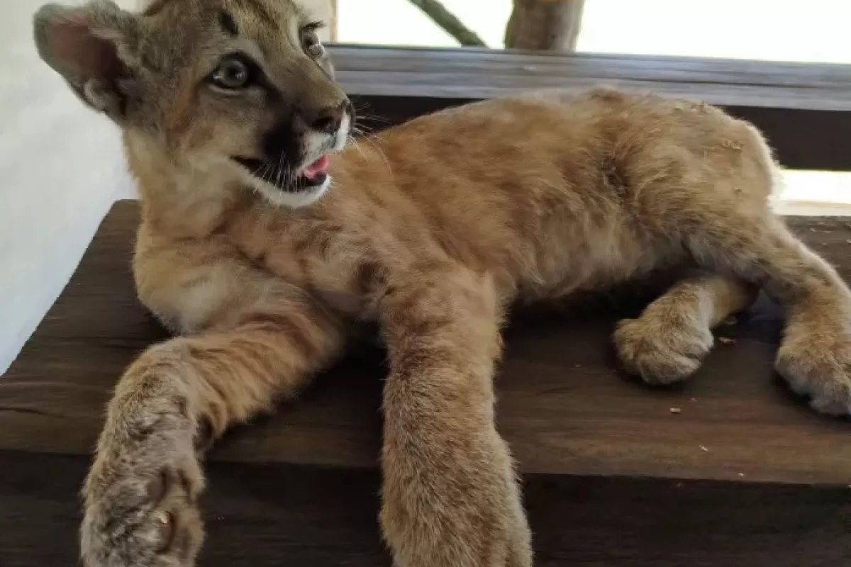 La Paz: una cachorra de puma fue rescatada por autoridades provinciales