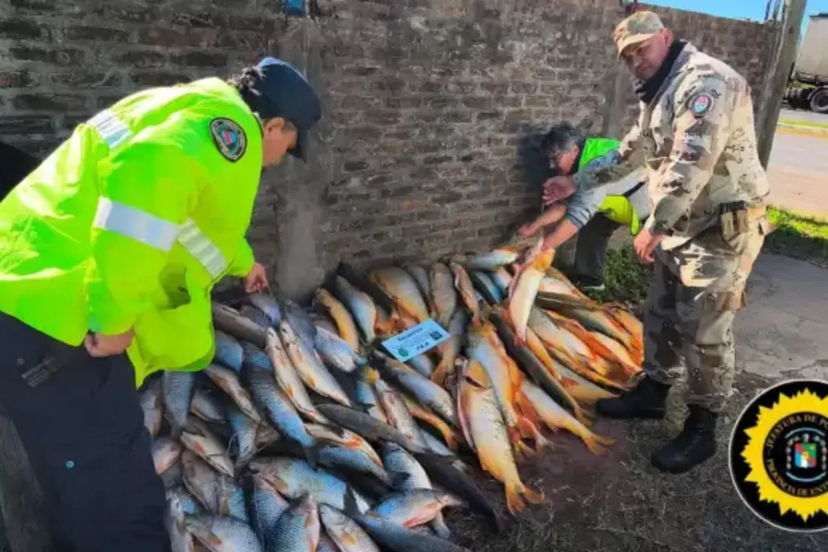 Decomisan cargamento ilegal con casi 200 piezas de pescado en el sur provincial