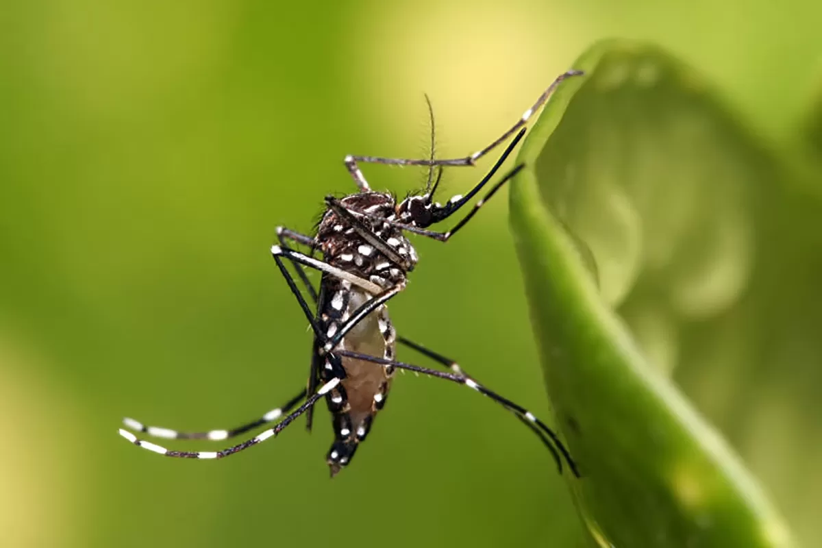 Salud reportó más de 2.000 nuevos casos de dengue en la provincia