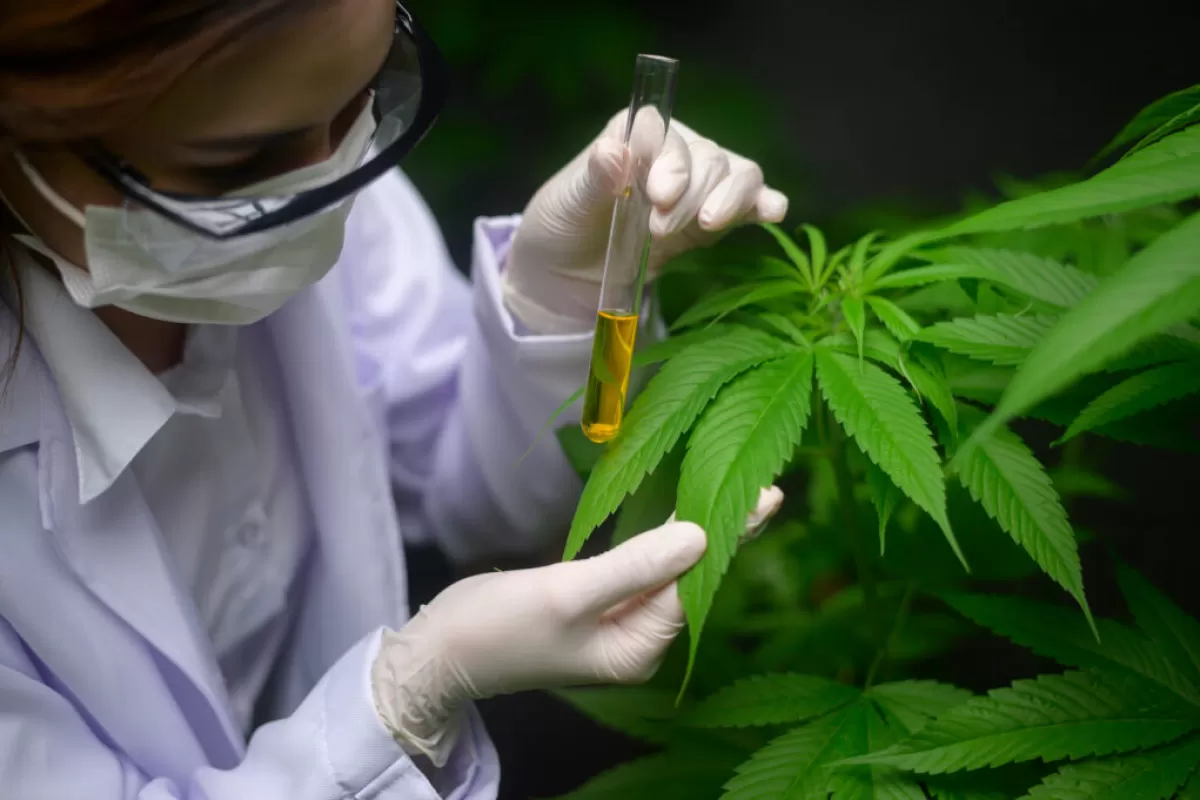 La Universidad Autónoma de Entre Ríos aprobó la creación del Observatorio Cannabis