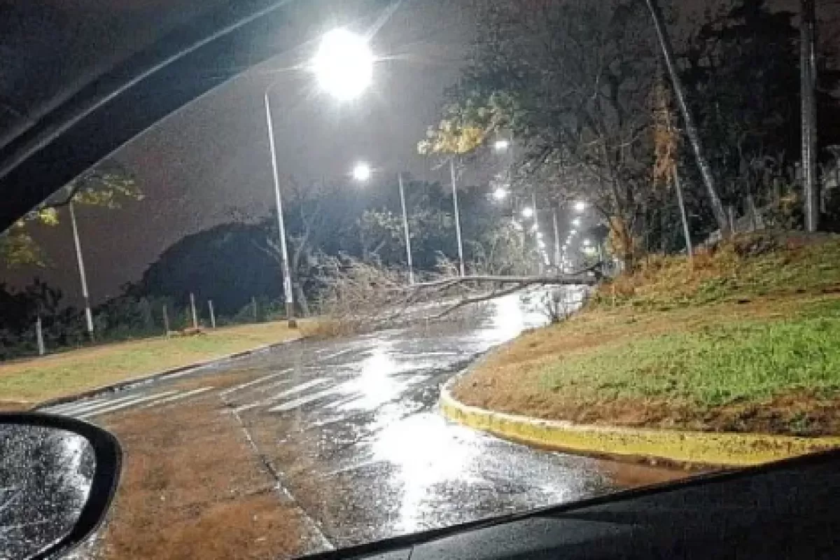 Paraná: La tormenta provocó la caída de un árbol en la zona del ex-Hipódromo