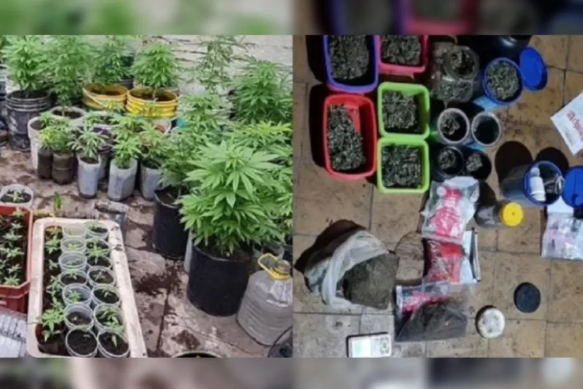 Golpe al narcotráfico en Paraná: secuestraron 174 plantas, flores y un ladrillo de marihuana en un allanamiento