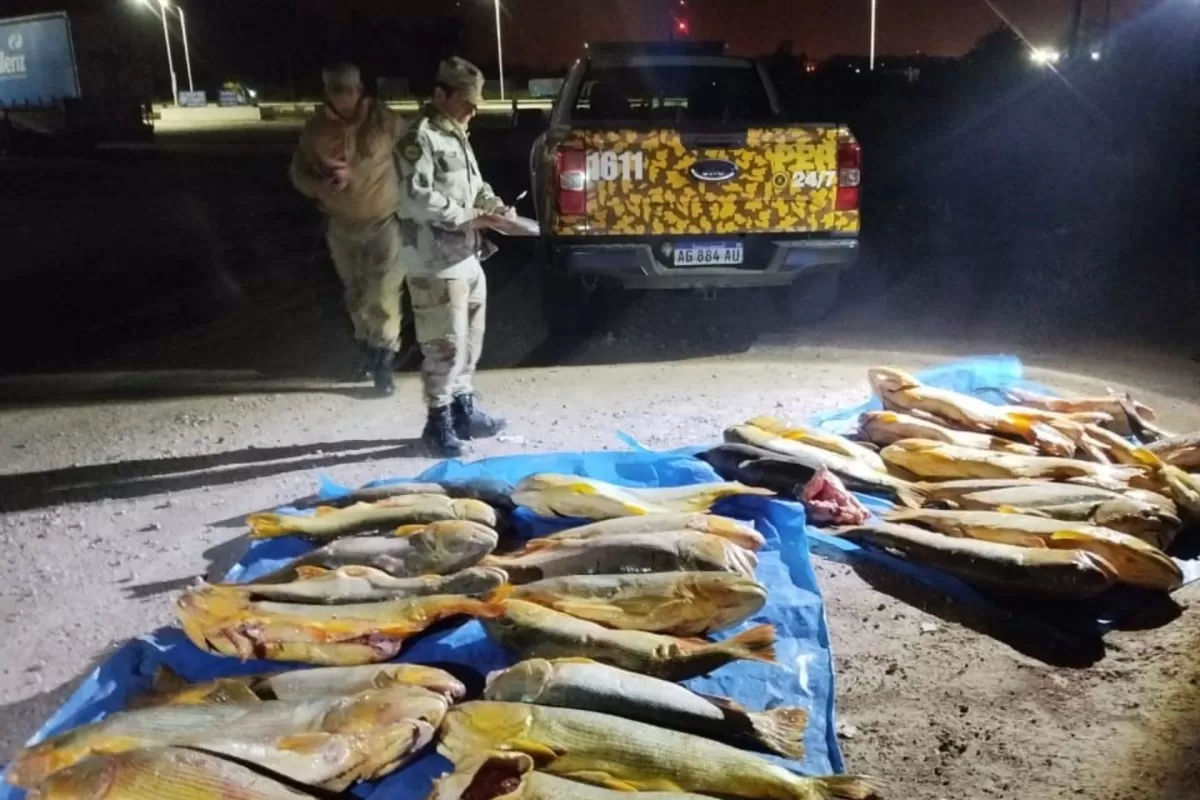 Decomisan más de 400 kilos de pescado en un operativo de control en Villaguay