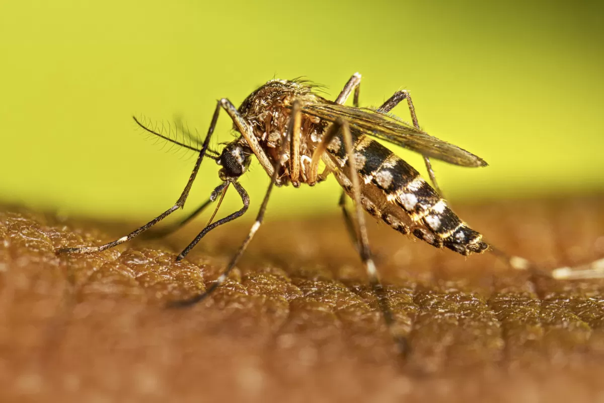 Instan a sostener las acciones contra el dengue durante el invierno