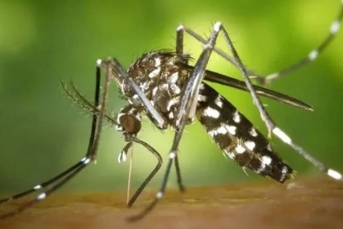 Precisan niveles de atención que requiere cada cuadro del dengue