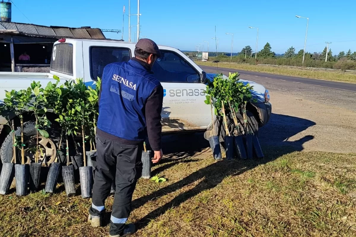 Senasa decomisó y destruyó 86 plantas cítricas en la provincia para prevenir el HLB