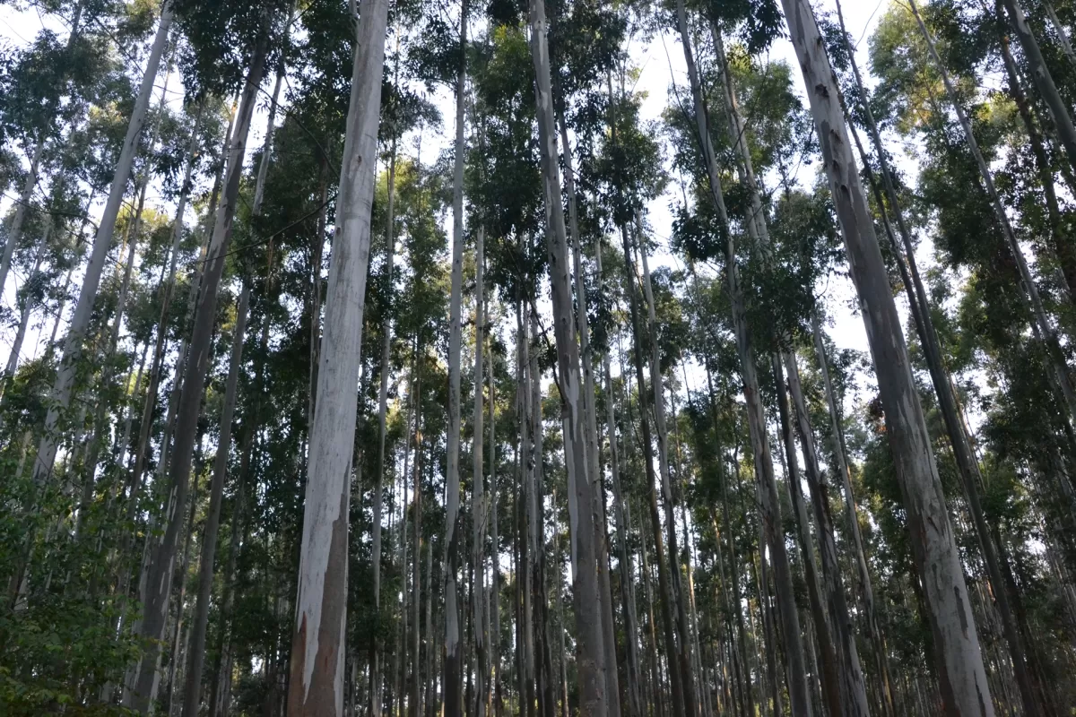 Desde el 24 de junio censar&aacute;n la cadena forestal entrerriana