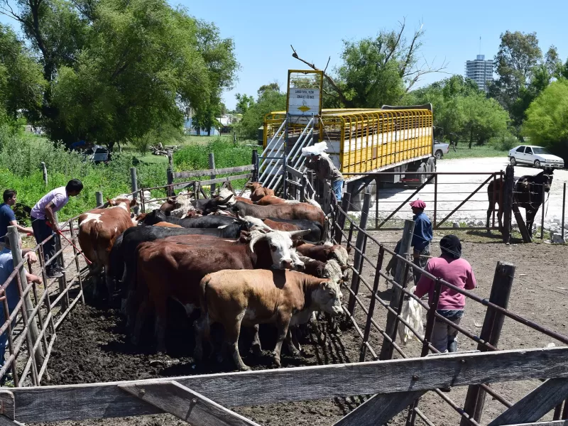 Se emitieron 160.000 Documentos Únicos de Tránsito al transportar más de 7,8 millones de animales
