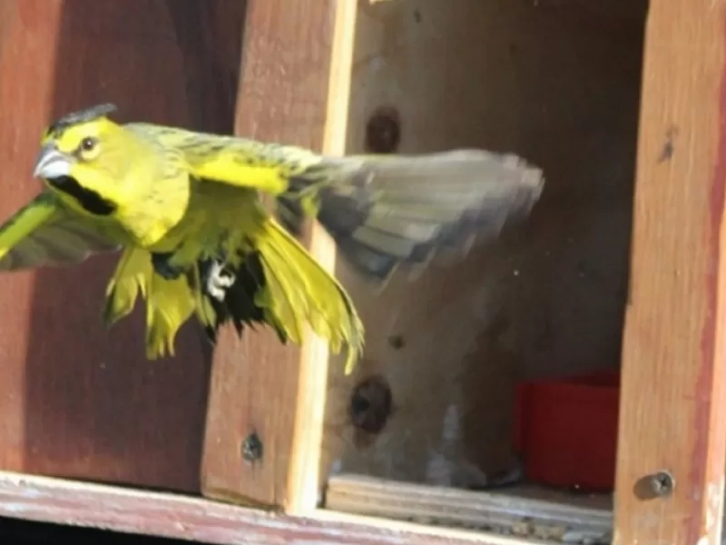Rescate y conservación del Cardenal Amarillo: un esfuerzo contra el tráfico ilegal