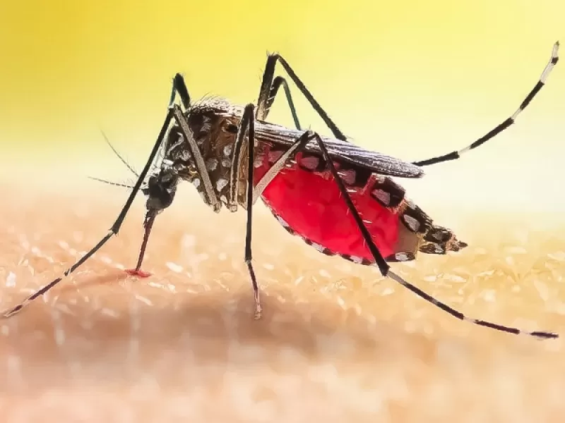 Disminuye la cantidad de casos de dengue en la provincia, pero hay que mantener las medidas de prevención