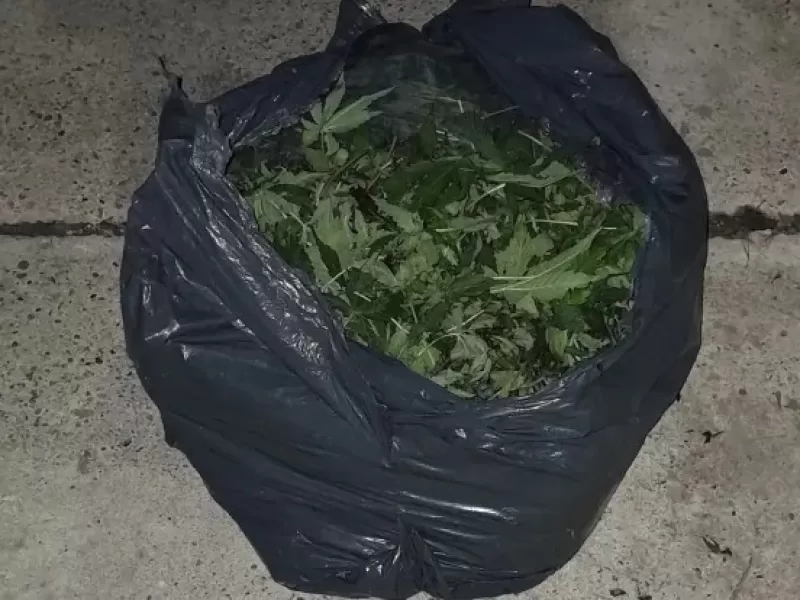 Paraná: detienen a joven con una planta de marihuana embolsada