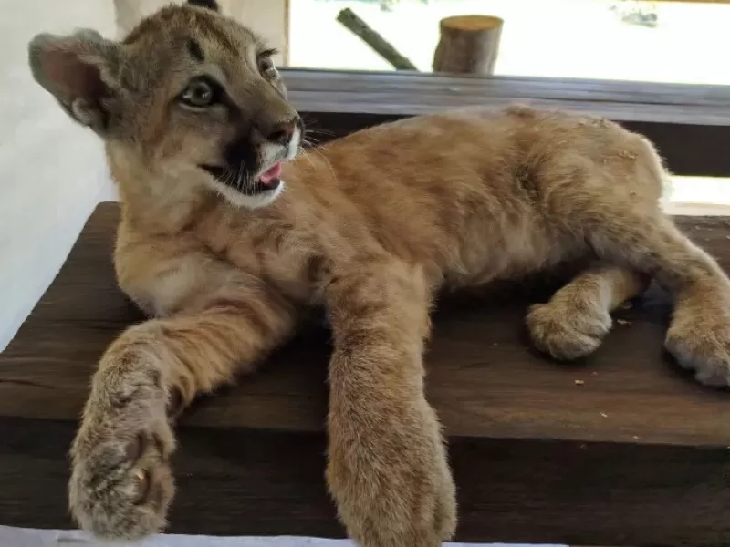 La Paz: una cachorra de puma fue rescatada por autoridades provinciales