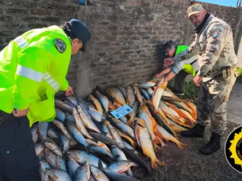 Decomisan cargamento ilegal con casi 200 piezas de pescado en el sur provincial