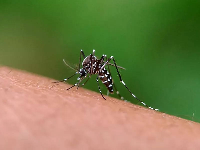 Entre Ríos bajó la barrera de los 1.000 casos de dengue semanales