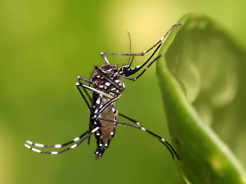 Salud reportó más de 2.000 nuevos casos de dengue en la provincia