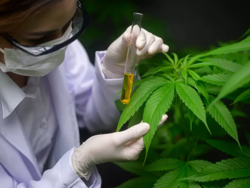 La Universidad Autónoma de Entre Ríos aprobó la creación del Observatorio Cannabis