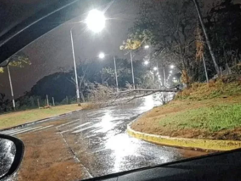Paraná: La tormenta provocó la caída de un árbol en la zona del ex-Hipódromo