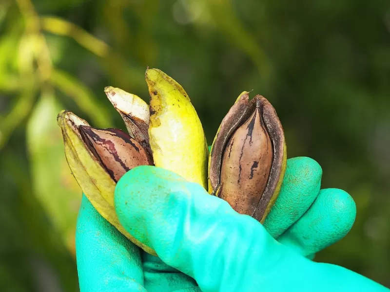 Entre R&iacute;os crece con la incorporaci&oacute;n de derivados de la nuez pec&aacute;n al C&oacute;digo Alimentario Argentino