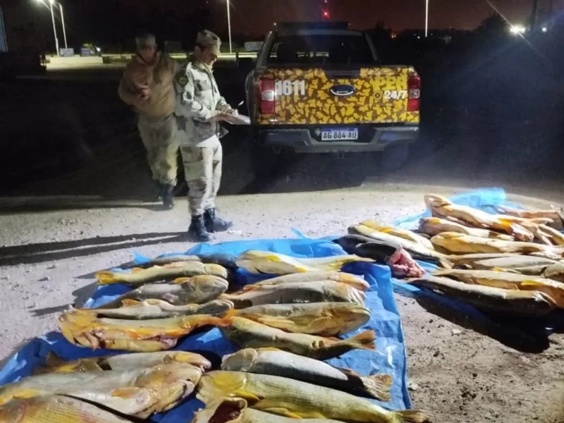 Decomisan más de 400 kilos de pescado en un operativo de control en Villaguay