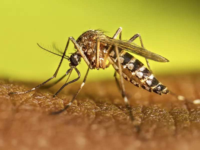 Instan a sostener las acciones contra el dengue durante el invierno