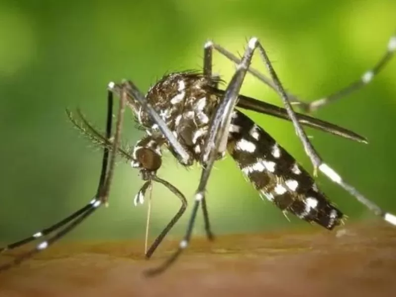 Precisan niveles de atención que requiere cada cuadro del dengue