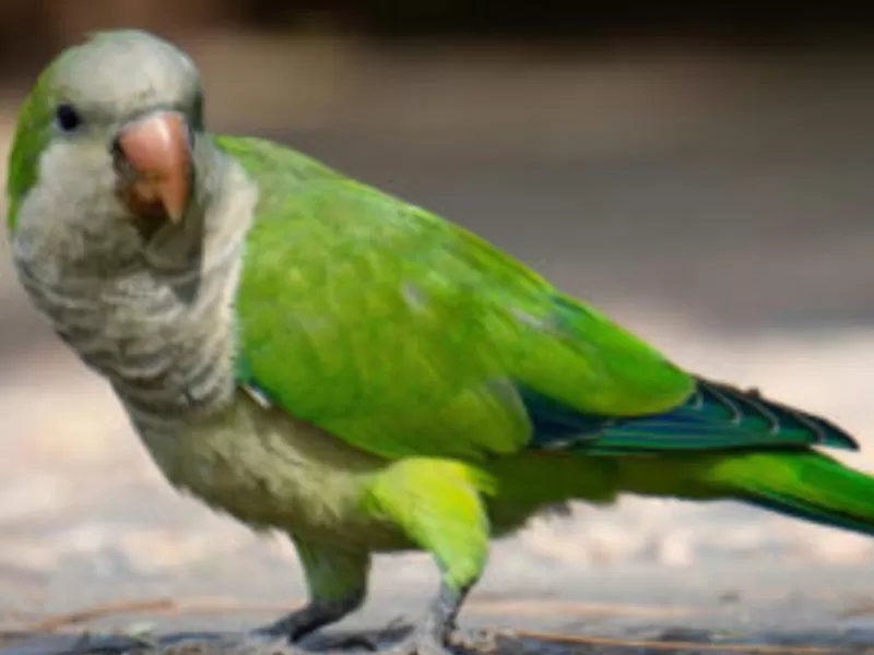 La Provincia refuerza acciones de control y monitoreo sanitario de aves