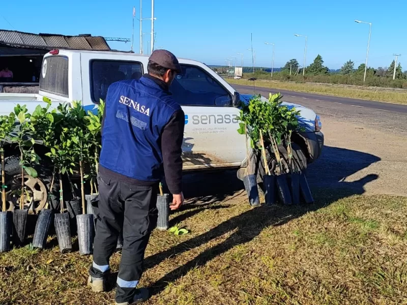 Senasa decomisó y destruyó 86 plantas cítricas en la provincia para prevenir el HLB