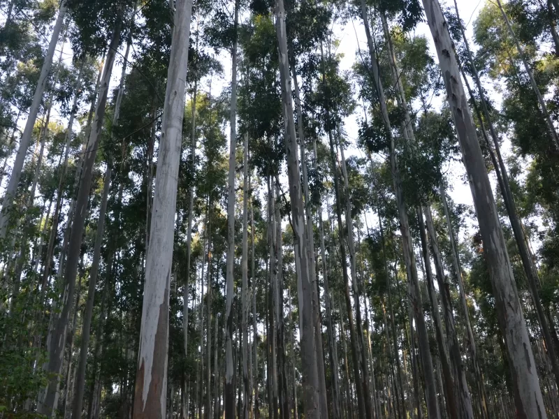 Desde el 24 de junio censar&aacute;n la cadena forestal entrerriana