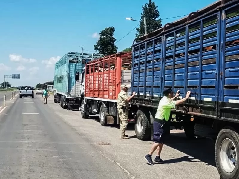 Detectaron garrapatas en un transporte de hacienda y ordenaron el retorno de los animales