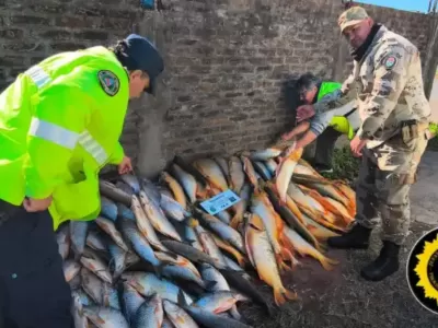 Decomisan cargamento ilegal con casi 200 piezas de pescado en el sur provincial