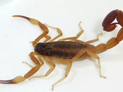 Salud recuerda las principales medidas para prevenir picaduras de alacranes