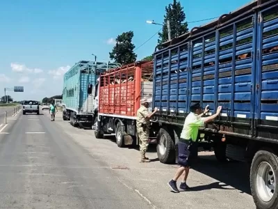 Detectaron garrapatas en un transporte de hacienda y ordenaron el retorno de los animales